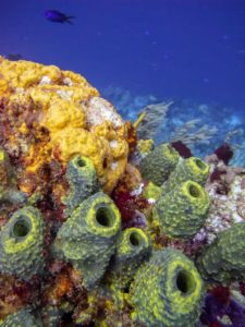 Récif corallien de Cozumel