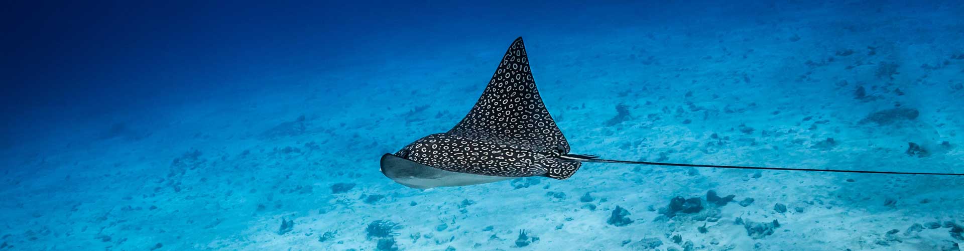 Experiencia de buceo - Rayo águila