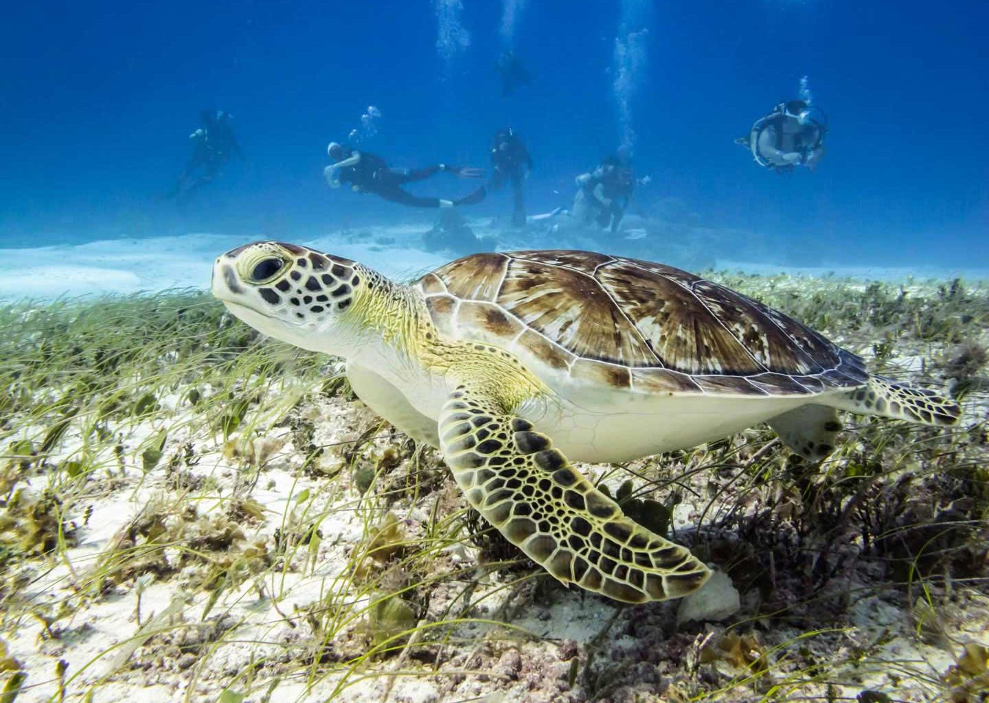 Scuba Divers - Sea Turtle