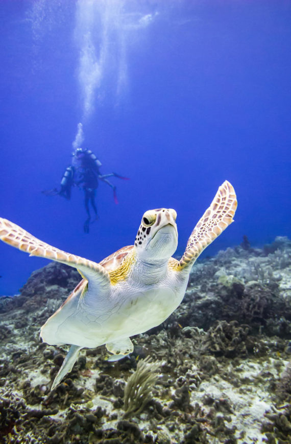 La experiencia de buceo