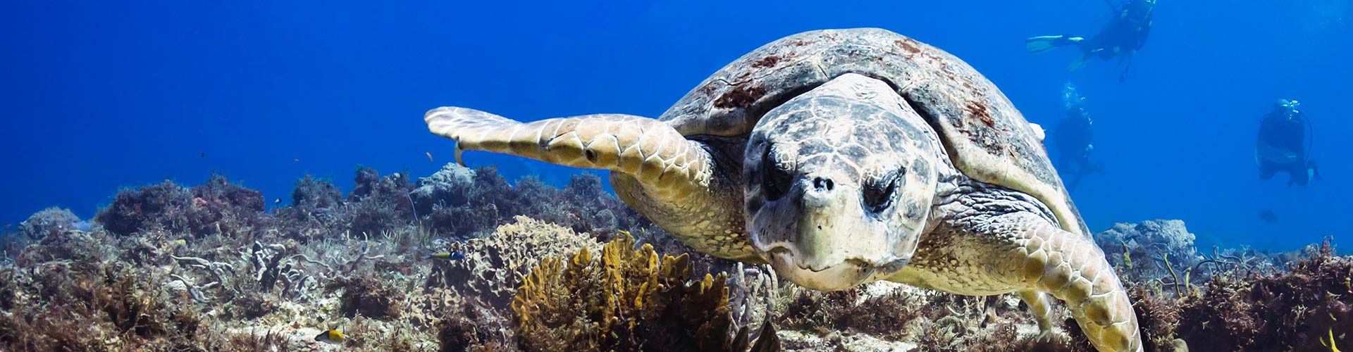 La experiencia de buceo