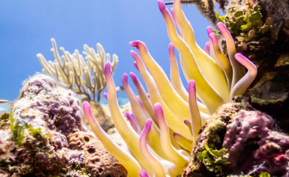 Buceo de clase mundial