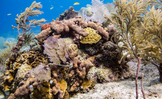 Buceo de clase mundial