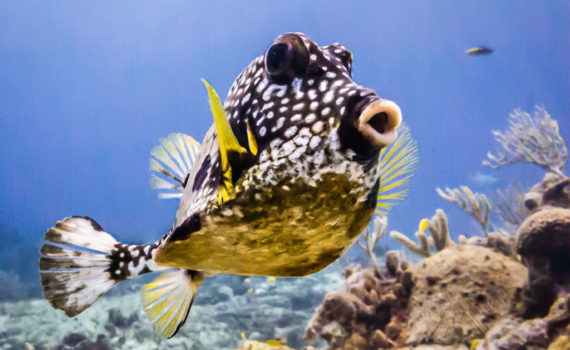 Buceo de clase mundial