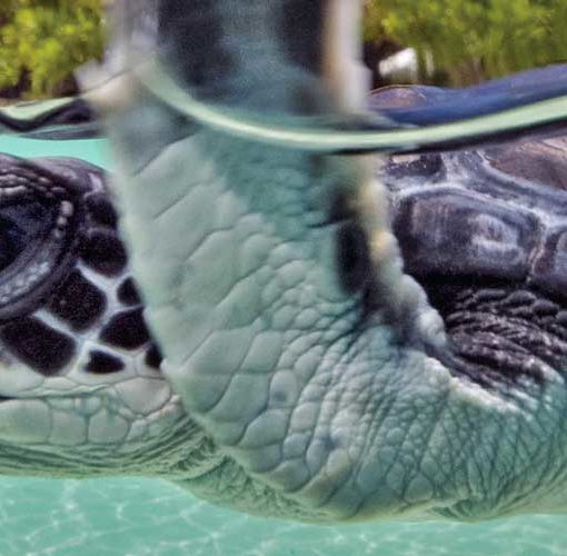 Bébé tortue de mer